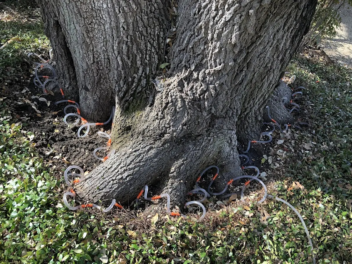 Detailed Tree Cabling and Bracing job site in Shreveport