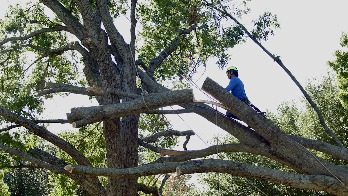 Professional Hazardous Tree Removal performed by certified arborists in Shreveport