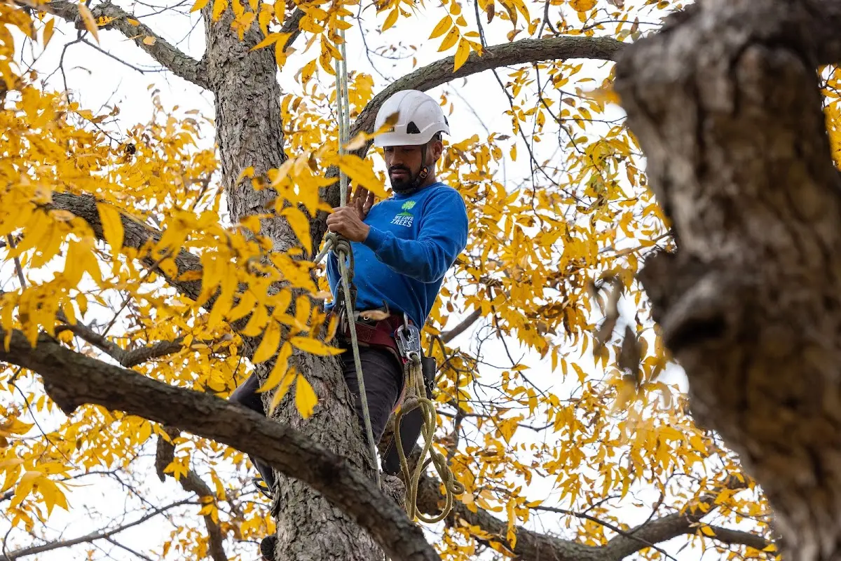 Skilled Tree Planing crew working in Shreveport