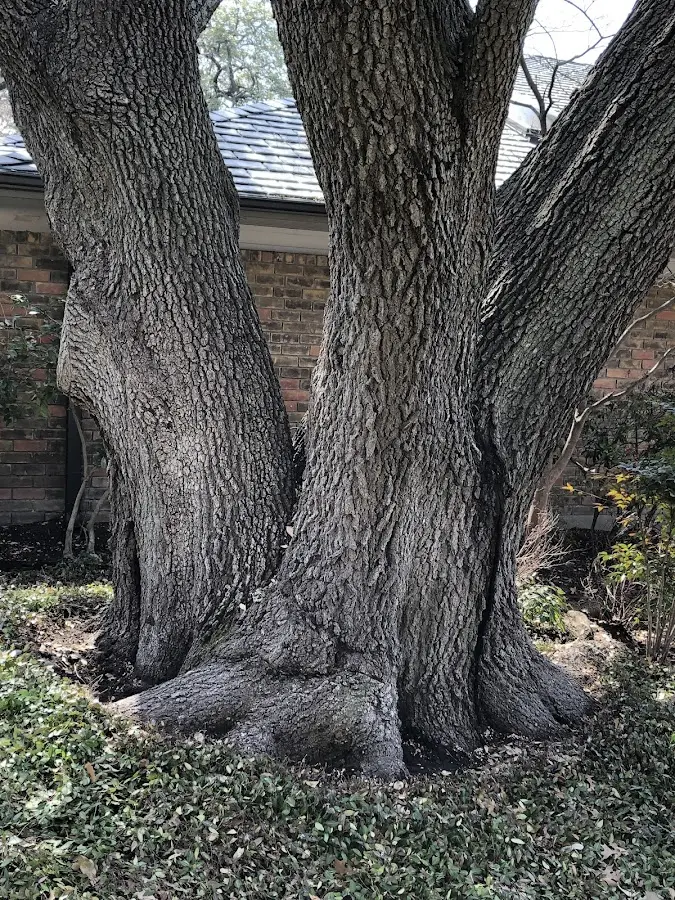 Mature heritage tree close to a Shreveport property cared for by certified arborists